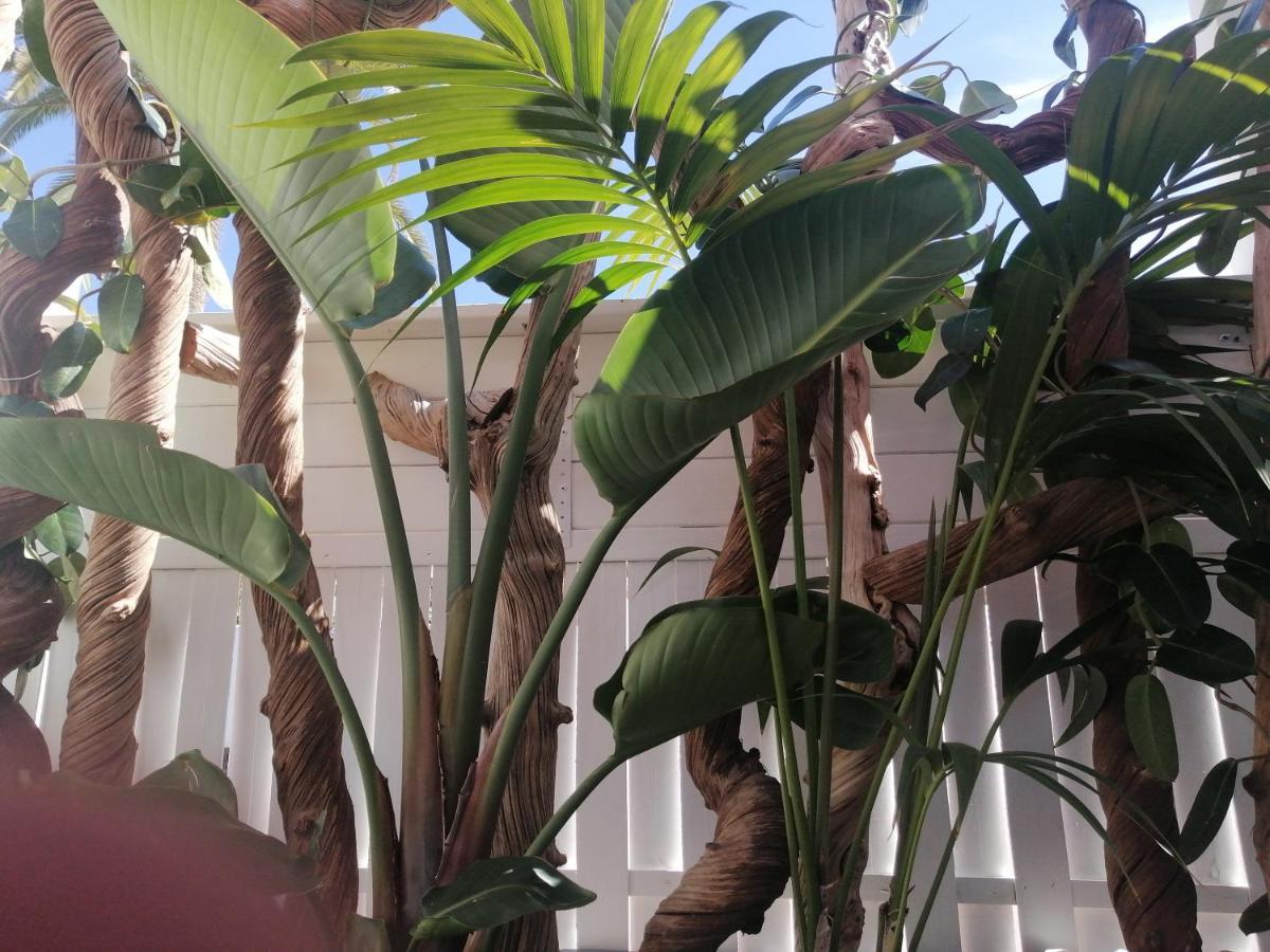 - Sun House - Holidays - Appartement Puerto de la Cruz (Tenerife)